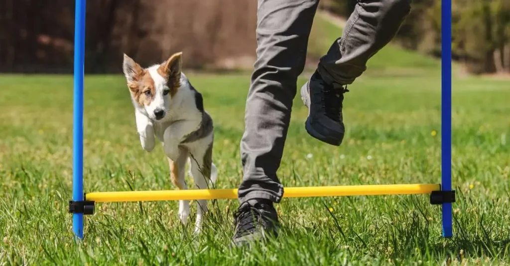 How Much Time To Spend To Train Dog Agility