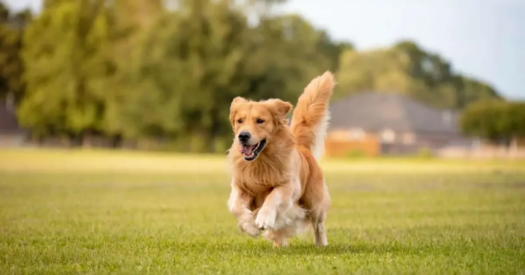 How To Play Flyball With Your Dog