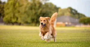 How To Play Flyball With Your Dog?