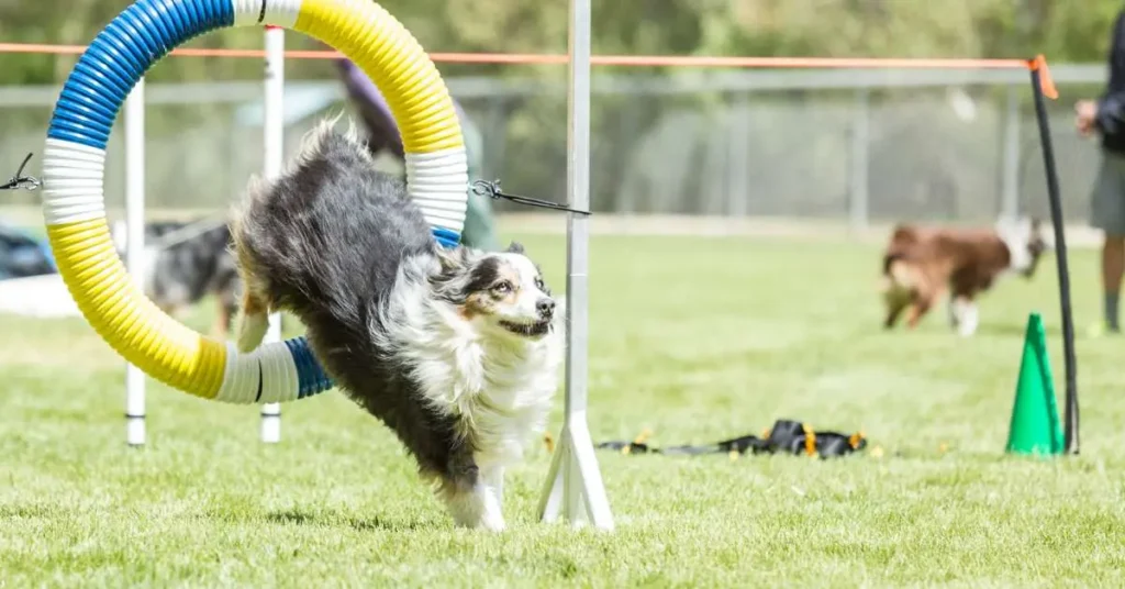 How To Train Your Dog for Agility Competitions