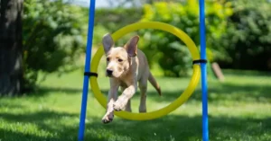 How To Train a Puppy for Agility