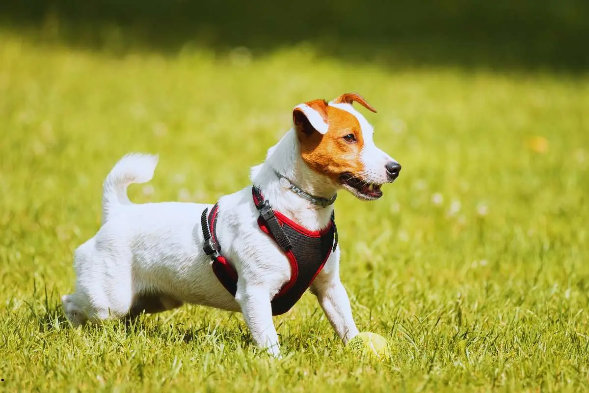 Jack Russell Terrier