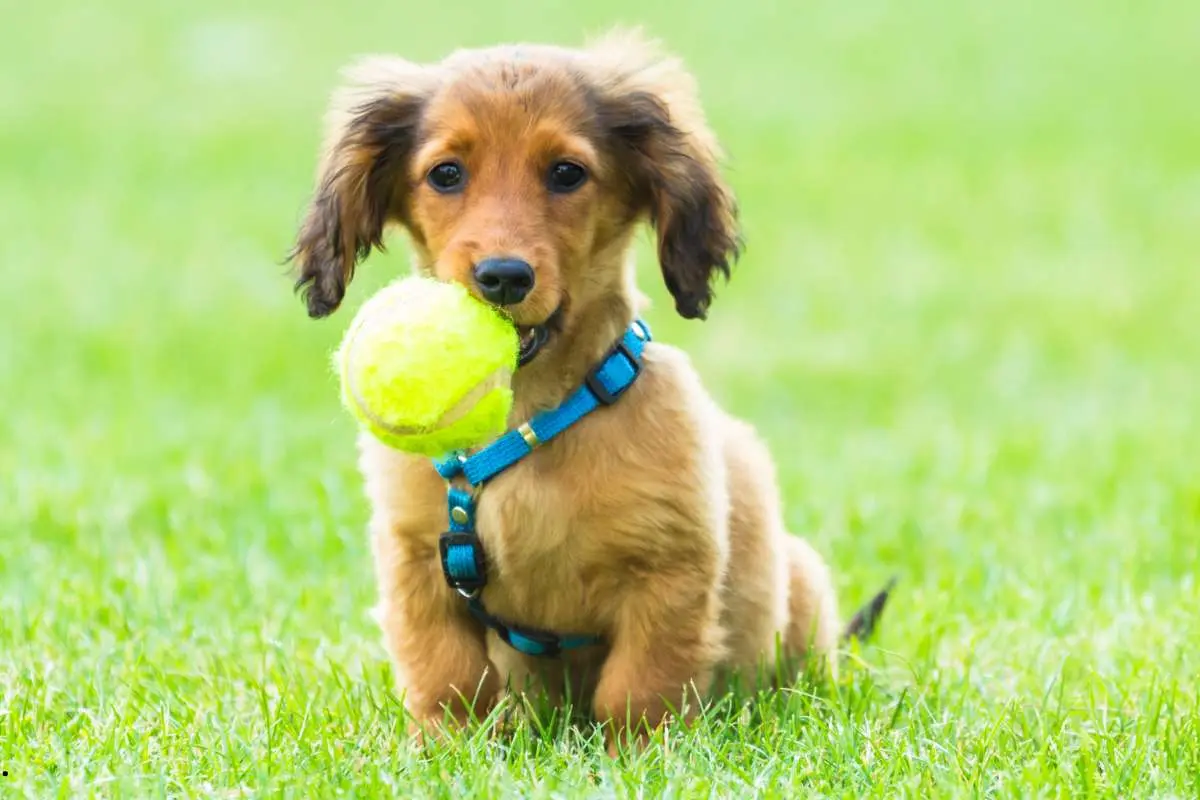 Playful dog - dog with tennis ball ready to play