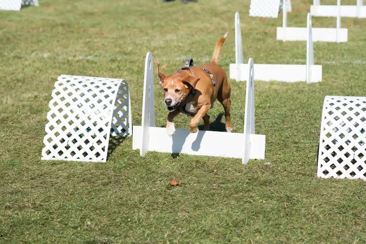 Playing Flyball