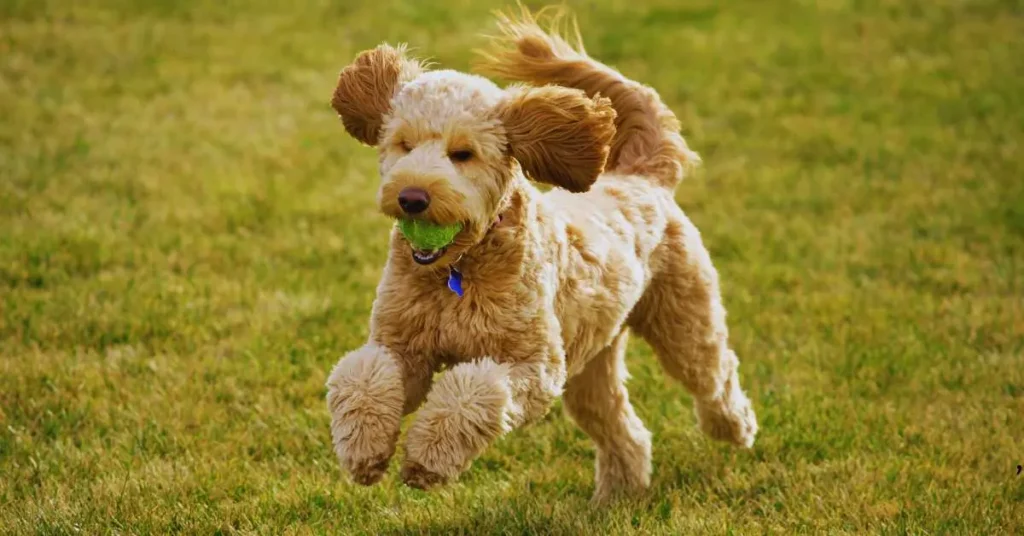 What Age Can Dogs Start Flyball