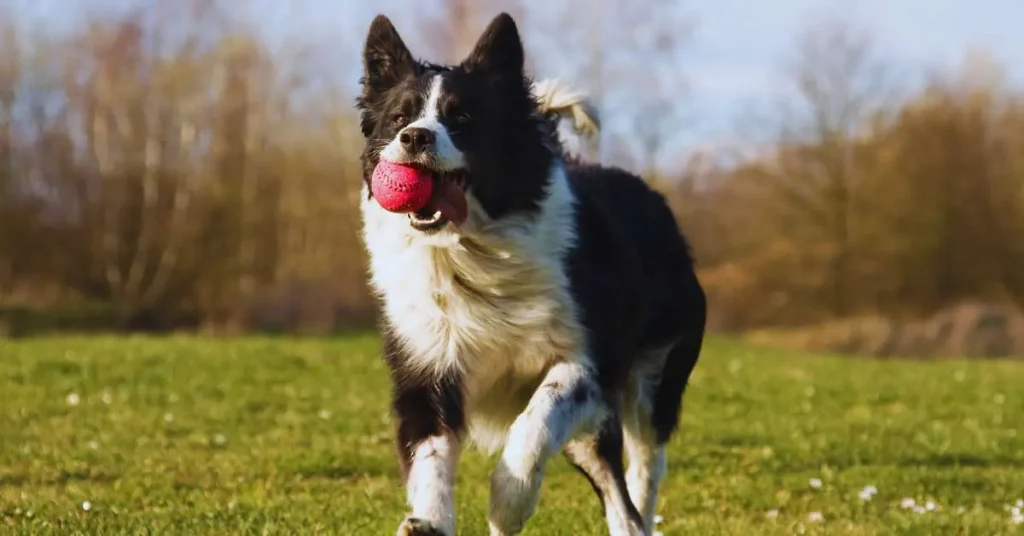 What Kind of Dogs Are Used in Flyball