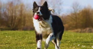 What Kind of Dogs Are Used in Flyball?