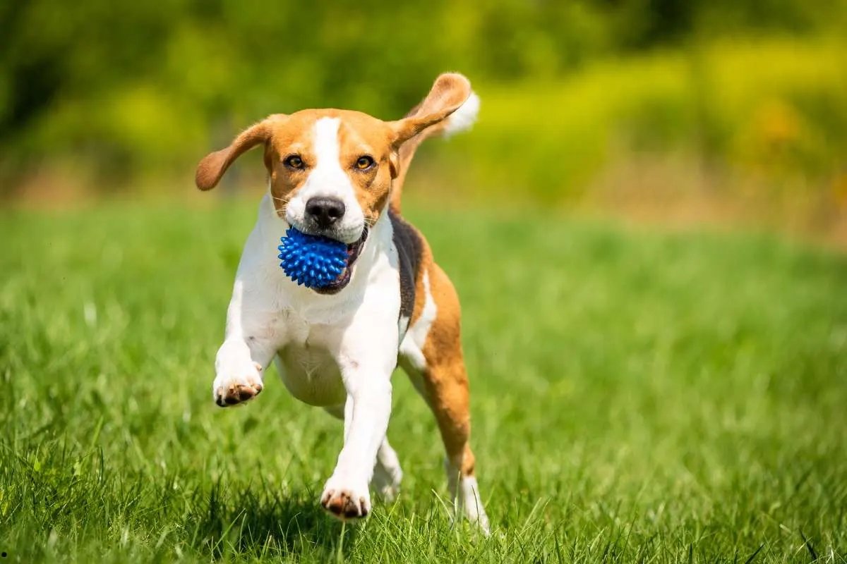 dog running in garden