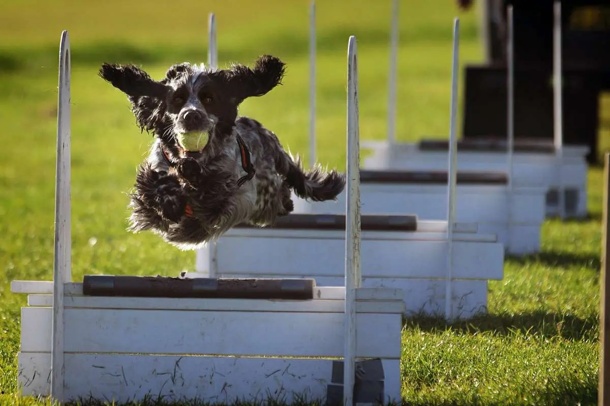 flyball dog training