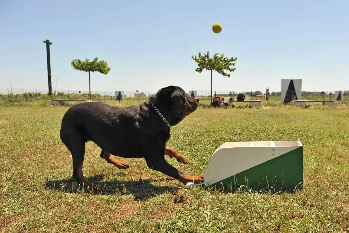 rottweiler flyball training 