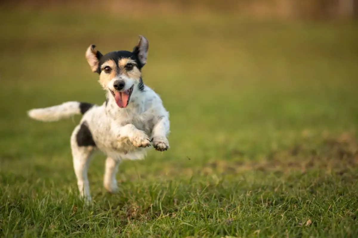 small dog runs and flies over a green meadow in spring.