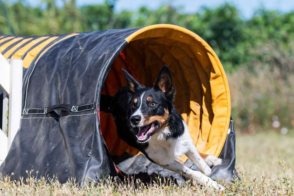 training of agility