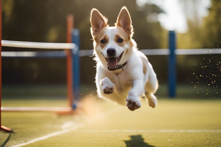 Why Is Flyball Good for Dogs