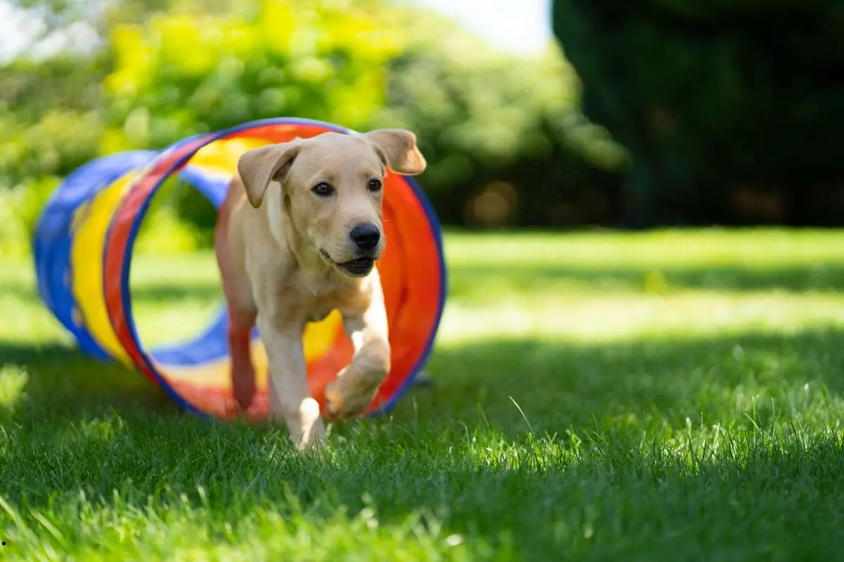 young dog walking through agility tunnel